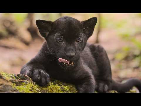 Le Dernier Jaguar - Bande annonce 2 - VO - (2024)