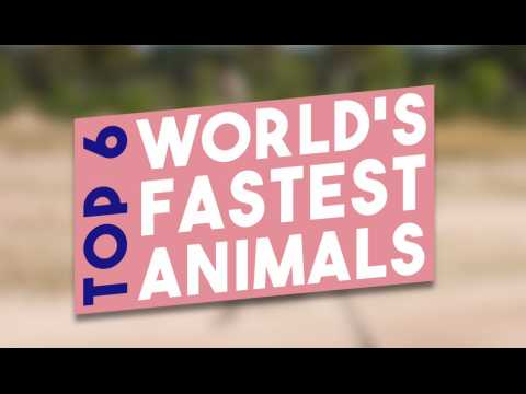 TOP 6 : THE FASTEST ANIMALS ON EARTH