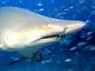 Deep Sea dansons sous la mer - Bande annonce 1 - VO - (2006)