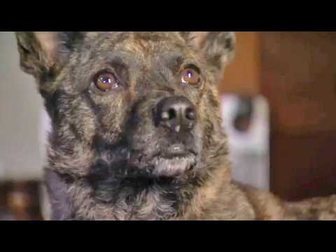 Un chien à la Maison Blanche - Bande annonce 1 - VO - (2010)