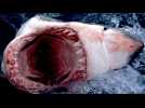 Shark Week - Bande annonce 1 - VO - (2012)