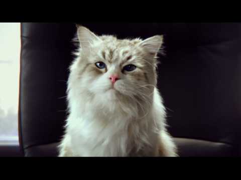 Ma vie de chat - Bande annonce 11 - VO - (2016)