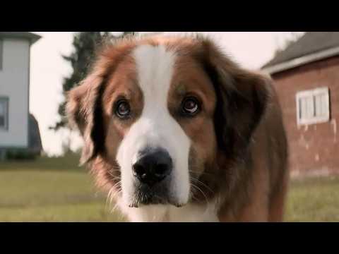 Mes vies de chien - Bande annonce 1 - VO - (2017)
