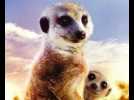 Le Clan des suricates, l'aventure commence - bande annonce - VO - (2012)