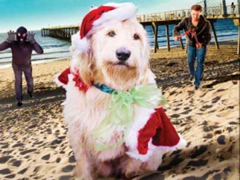 Chilly le Chien Catastrophe - Bande annonce 1 - VO - (2012)