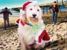 Chilly le Chien Catastrophe - Bande annonce 1 - VO - (2012)