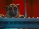 Comme chiens et chats - La Revanche de Kitty Galore - Extrait 11 - VO - (2010)