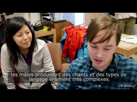 Une Intelligence artificielle décode le langage ultrason des souris