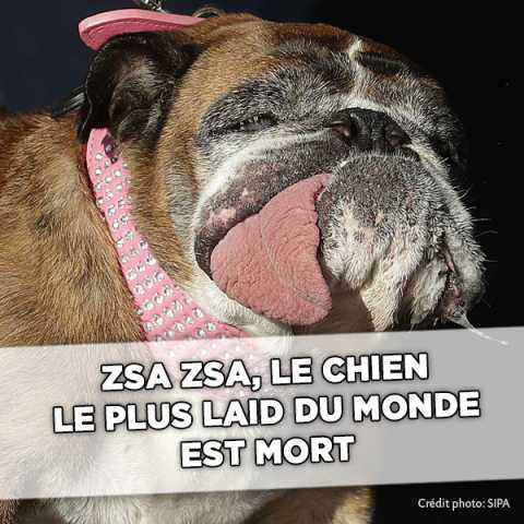 Tout Juste élu Le Chien Le Plus Laid Du Monde Décède
