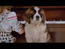 Beethoven - Bande annonce 3 - VO - (1992)
