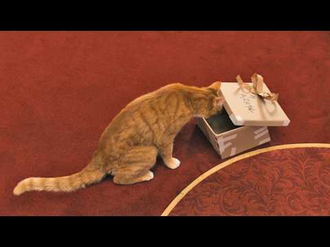 Les Schtroumpfs 2 - Extrait 1 - VO - (2013)