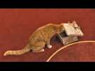 Les Schtroumpfs 2 - Extrait 1 - VO - (2013)