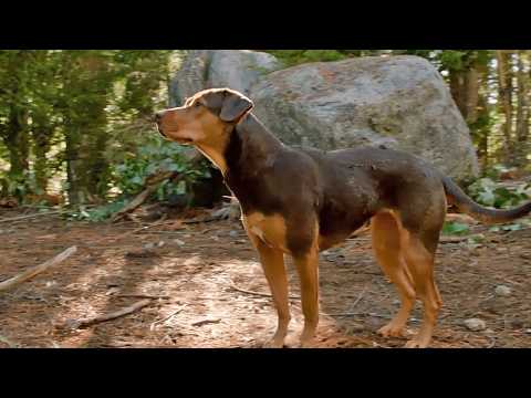 L'Incroyable aventure de Bella - Bande annonce 3 - VO - (2018)