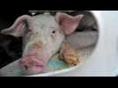 The Ghosts in our Machine - bande annonce - VO - (2013)