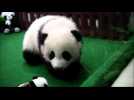 Panda cub makes first public appearance at Malaysia zoo