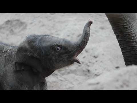 Copenhagen zoo welcomes baby elephant birth