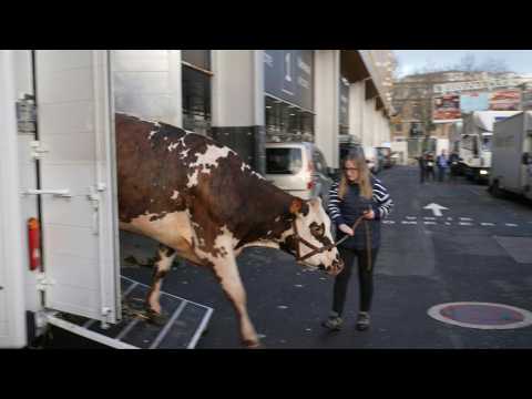 Arrival of mascot cow Oreillette at Paris Agricultural show