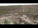 Extensive damage to vineyards after hailstorms hit Chablis region