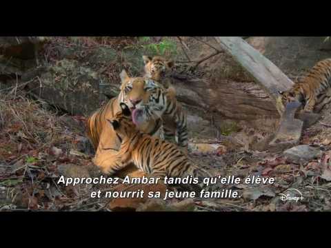 Tigres - Bande annonce 1 - VO - (2024)