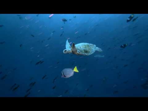 Image of green sea turtles in Galapagos sea