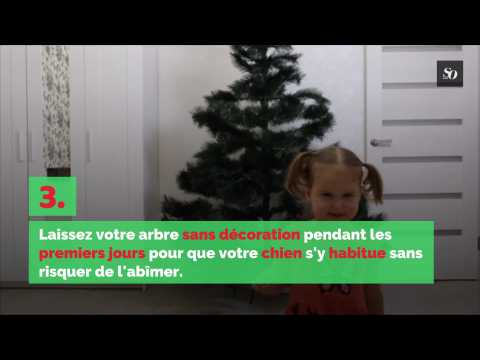 Comment protéger votre sapin de Noël de votre chien ?