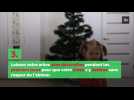 Comment protéger votre sapin de Noël de votre chien ?