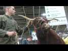 French cow mascot Ovalie debuts at annual Agricultural Show
