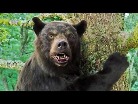 Crazy Bear - Bande annonce 2 - VO - (2023)