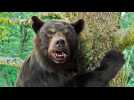 Crazy Bear - Bande annonce 2 - VO - (2023)