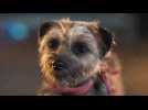 Backstreet Dogs - Bande annonce 1 - VO - (2023)