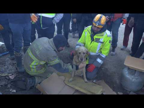 Turkey: Dog found alive in Kahramanmaras rubble after earthquake