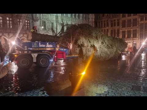 Le sapin de Noël a été installé sur la Grand-Place de Bruxelles