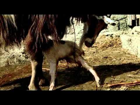 Le Quattro Volte Official UK  trailer