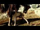 Le Quattro Volte Official UK  trailer