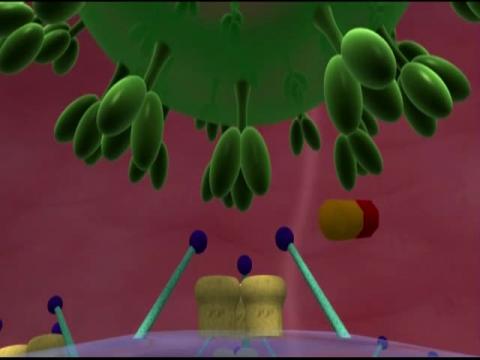 Study reveals HIV could naturally evolve into milder form