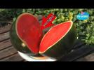 Watch video of Here's A Nice Tip To Cool Down A Watermelon In Direct Sunlight.
Beside A Watermelon, You Will Just Need A Big Knife, And Sunlight.

Cut Your Watermelon In Half, And Just Leave It On Direct Sunshine.
About Ten Minutes Later, It Will Be Cooling Off.
How Is That Possible?
It Is Thanks To The Law Of Thermodynamics:
The Water Evaporating From The Watermelon Takes The Heat Away Too.

The More Hot And Dry It Will Be The Better. Furthermore, If There Is Wind, It Is For The Best. - How to cool down watermelon on direct sunshine DiY - Label : Pratiks EN -
