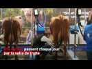 L'heure de la traite pour les vaches du Salon de l'agriculture