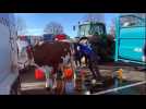 Vercel-Villedieu-le-Camp : direction le Salon de l'agriculture pour treize Montbéliardes