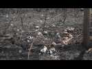 Images of damage caused by wildfires in Bolivia's Pantanal forest