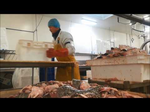 Brexit: French fish merchants eager to see their fishermen back in Guernsey waters