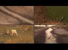 Animal carcasses lay testimony to fires raging through Brazil wetlands
