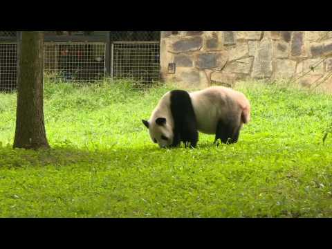 Father of Washington Zoo's new baby panda pictured in his enclosure