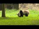 Father of Washington Zoo's new baby panda pictured in his enclosure
