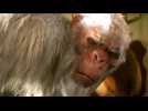 Chair de Poule - Le film - Extrait 6 - VO - (2015)