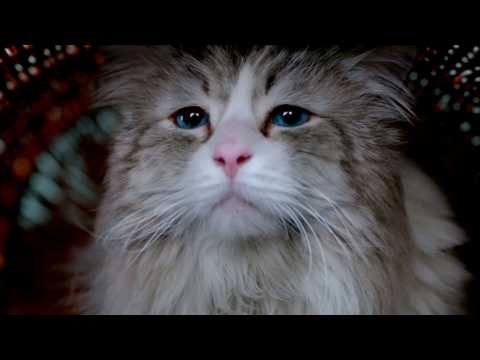 Ma vie de chat - Extrait 1 - VO - (2016)