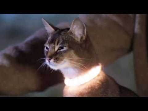 Le Chat qui vient de l'espace - Bande annonce 3 - VO - (1978)