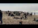 Gironde beach crowded on sunny day in France