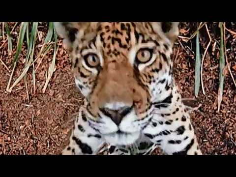 Jungle Cat - Bande annonce 1 - VO - (1960)