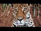 Jungle Cat - Bande annonce 1 - VO - (1960)