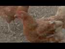 Joe Hill - Extrait 4 - VO - (1971)
